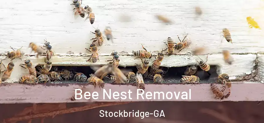  Bee Nest Removal Stockbridge-GA