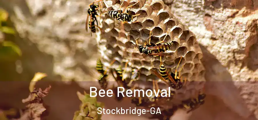 Bee Removal Stockbridge-GA