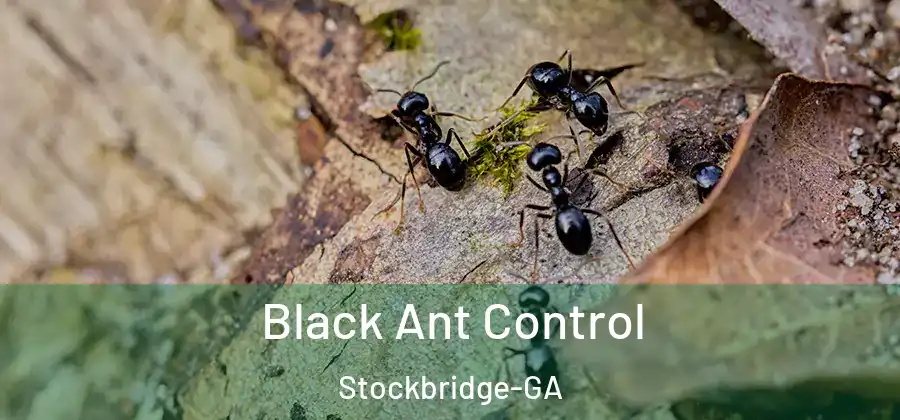 Black Ant Control Stockbridge-GA