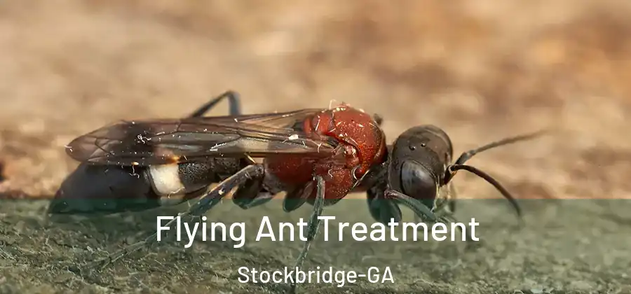 Flying Ant Treatment Stockbridge-GA