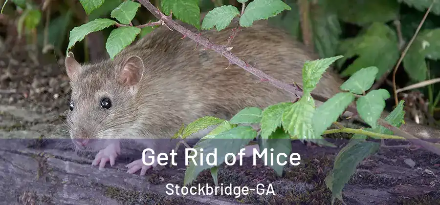 Get Rid of Mice Stockbridge-GA