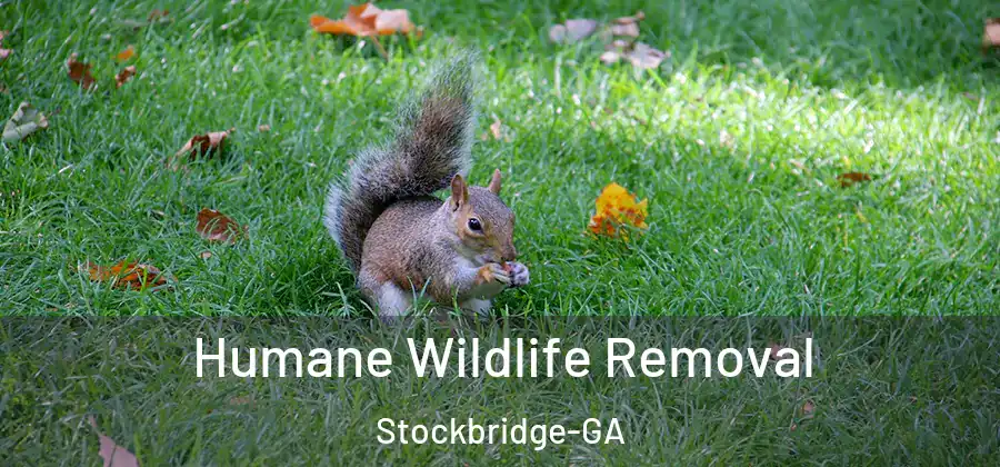 Humane Wildlife Removal Stockbridge-GA
