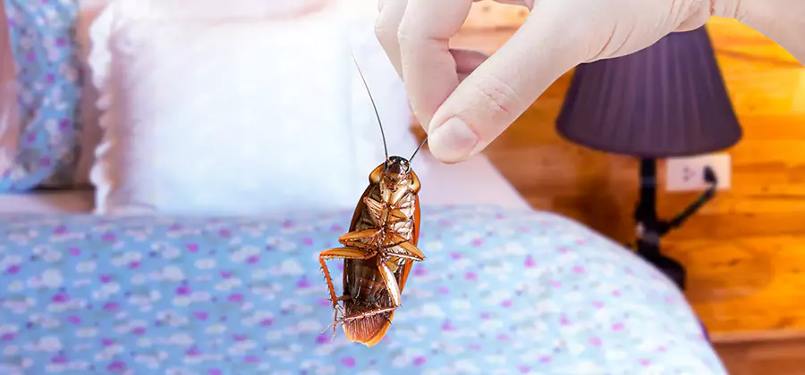 Fast Roach Elimination in Stockbridge