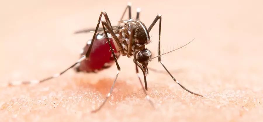 Indoor Mosquito Killer and Interior Control in Stockbridge