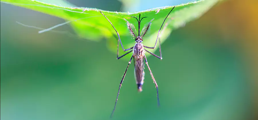 Home Defense Insect Killer in Stockbridge