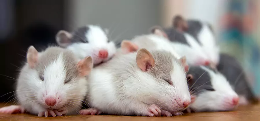Rat Infestation Exclusion Service in Stockbridge