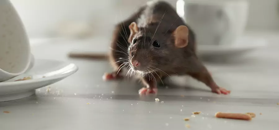 Attic Rat Exclusion Service in Stockbridge