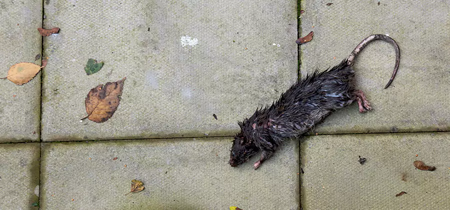 Rodent inspection service in Stockbridge