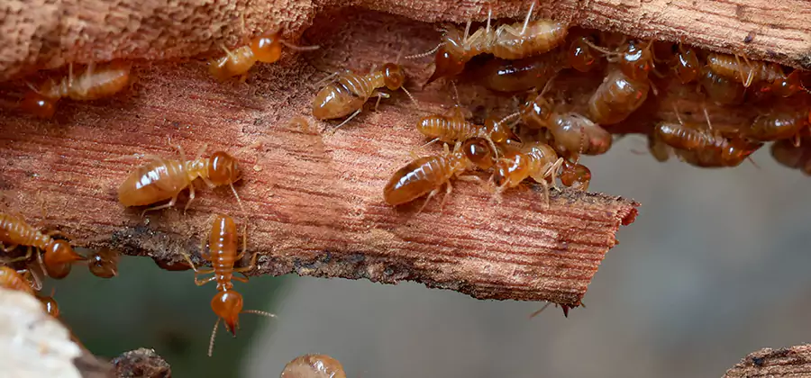 Wood Preservation Termite Treatment in Stockbridge