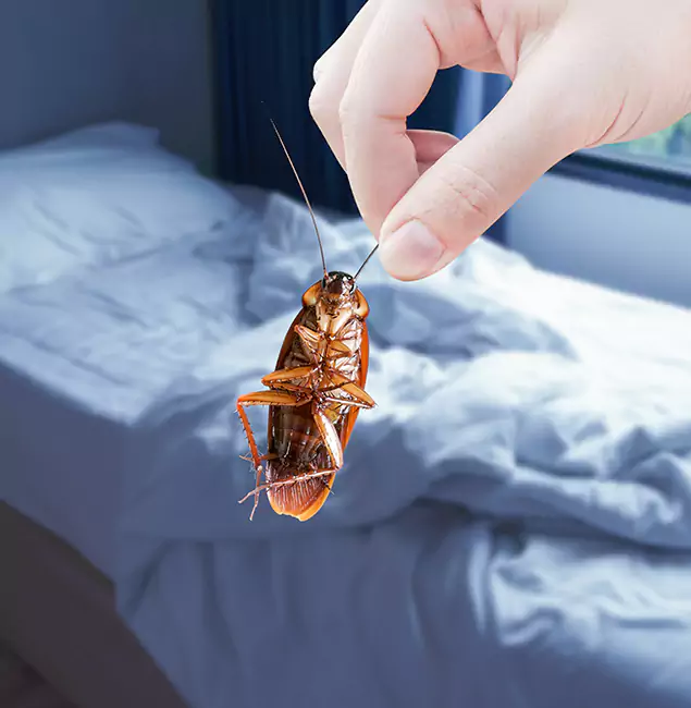 Why Choose Stockbridge Pest Control Pro for Bed Bug Extermination in Stockbridge, GA?