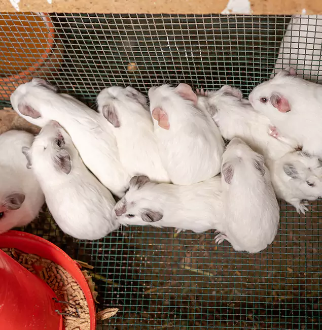 Why Stockbridge Pest Control Pro Is the Trusted Choice in Stockbridge, GA?