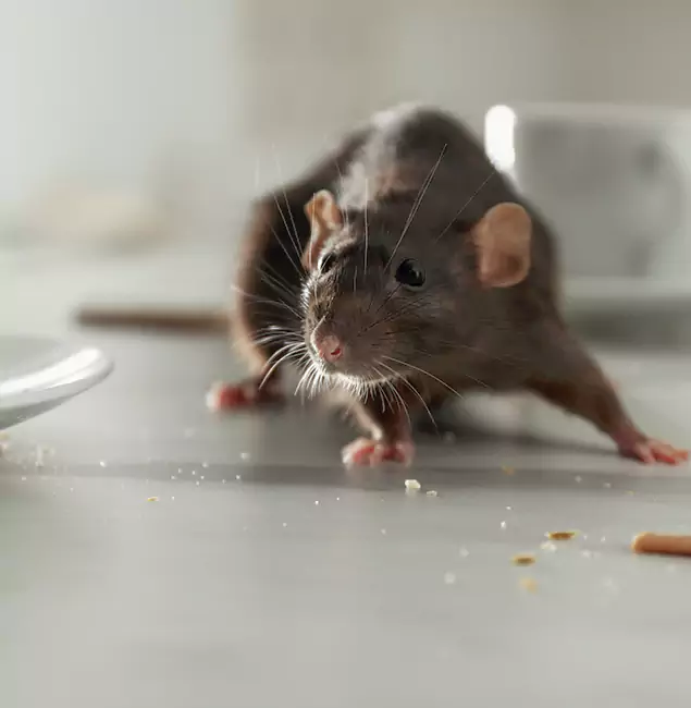 Why Stockbridge, GA Trusts Stockbridge Pest Control Pro for Rodent Prevention?