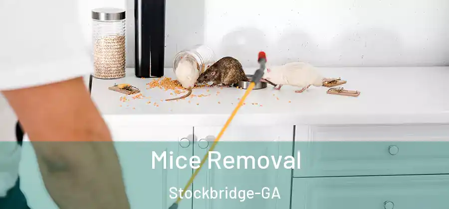  Mice Removal Stockbridge-GA