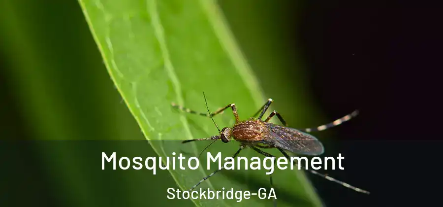 Mosquito Management Stockbridge-GA