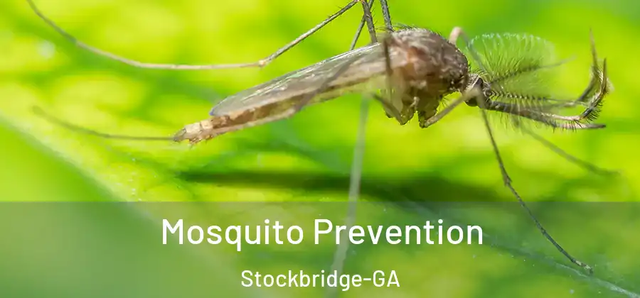  Mosquito Prevention Stockbridge-GA