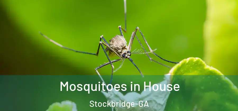  Mosquitoes in House Stockbridge-GA