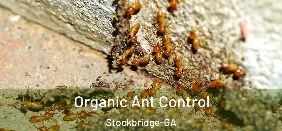 Organic Ant Control Stockbridge-GA