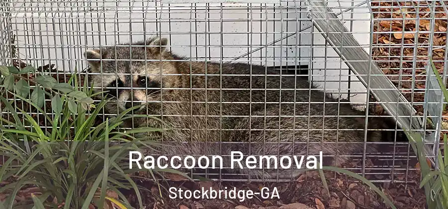 Raccoon Removal Stockbridge-GA