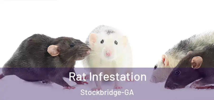 Rat Infestation Stockbridge-GA