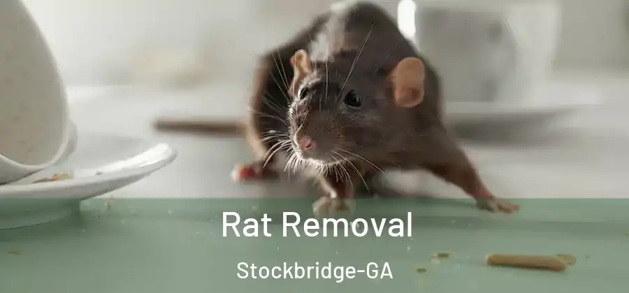 Rat Removal Stockbridge-GA