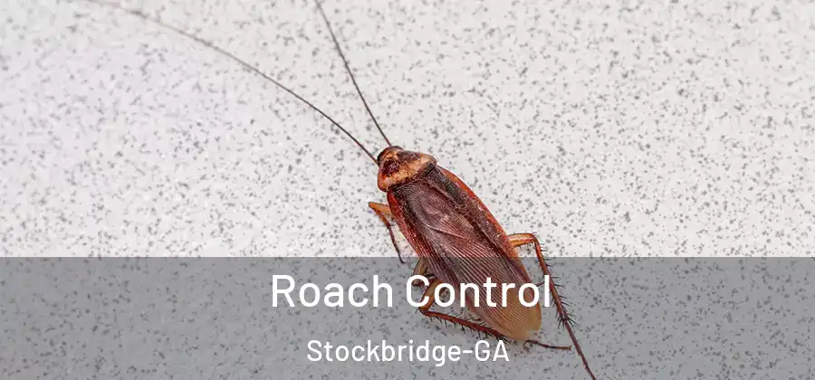 Roach Control Stockbridge-GA