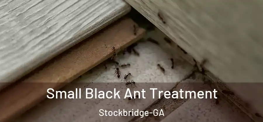 Small Black Ant Treatment Stockbridge-GA