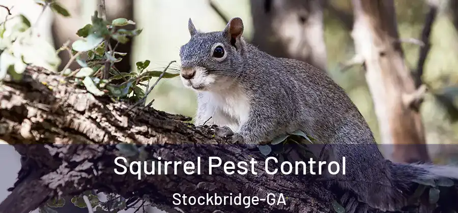 Squirrel Pest Control Stockbridge-GA