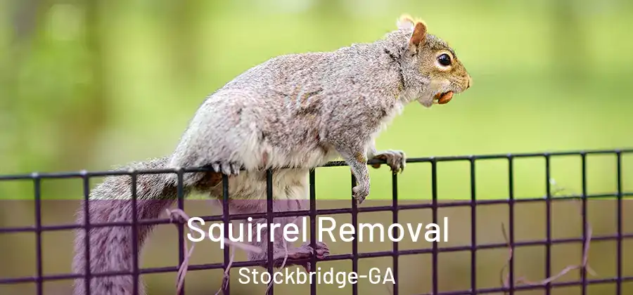 Squirrel Removal Stockbridge-GA