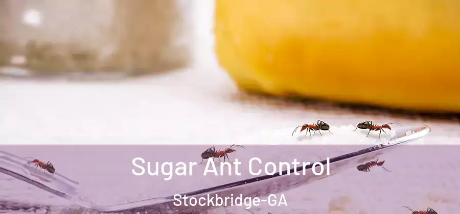  Sugar Ant Control Stockbridge-GA
