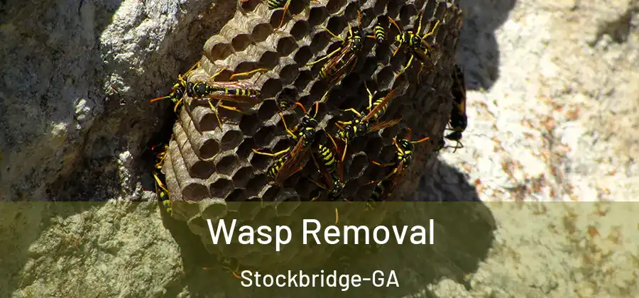 Wasp Removal Stockbridge-GA