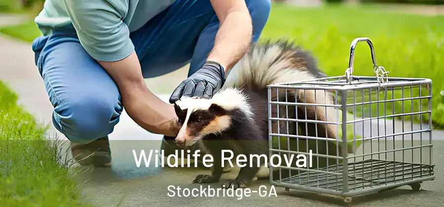 Wildlife Removal Stockbridge-GA
